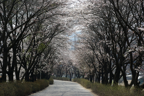 에덴 상천 벚꽃길 이미지